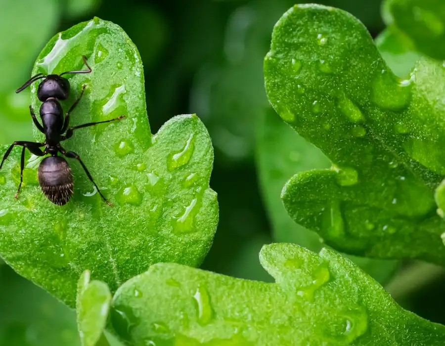 Black ant on a green leaf