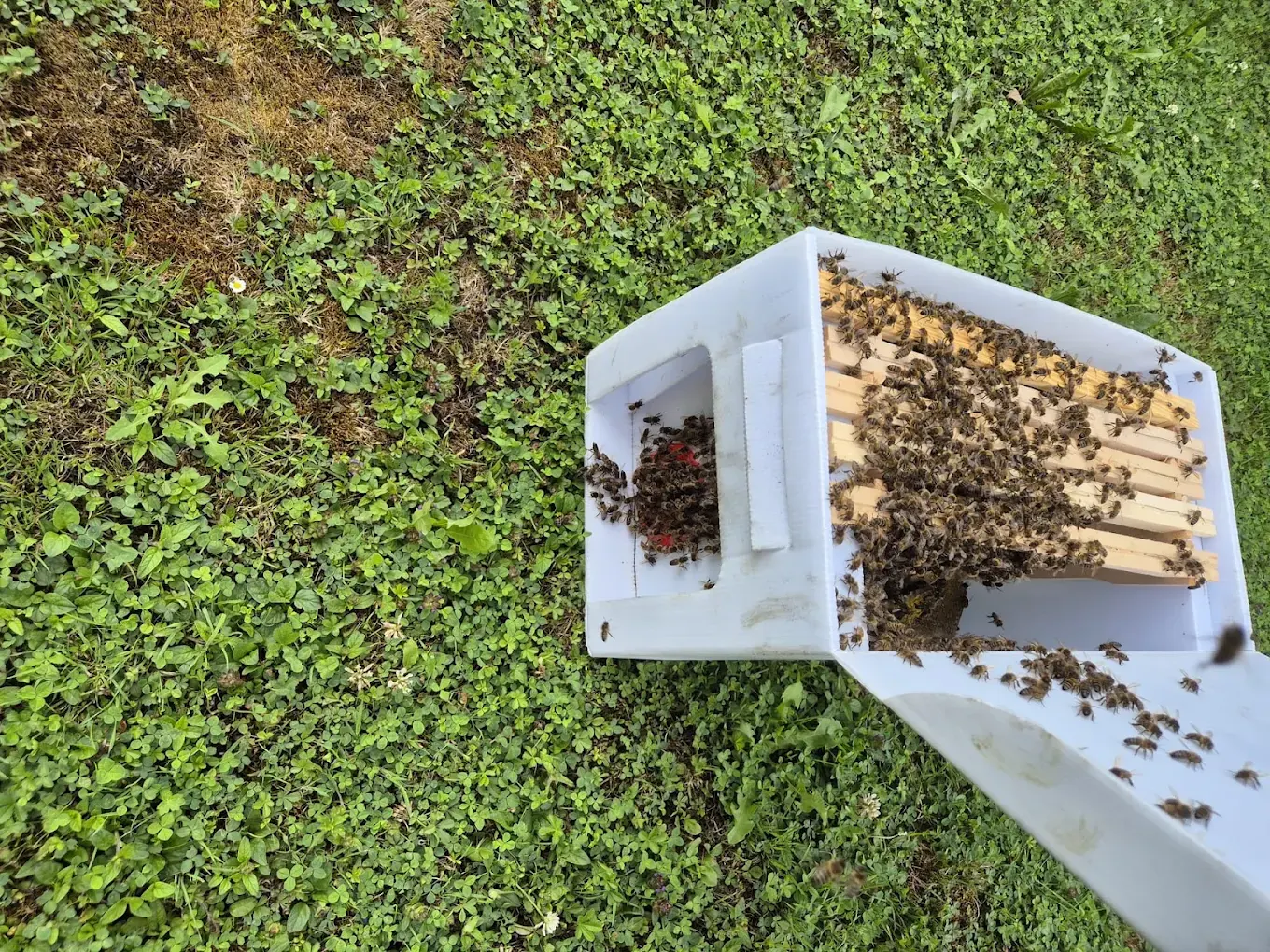 Honey bees on frames in a box after a live extraction