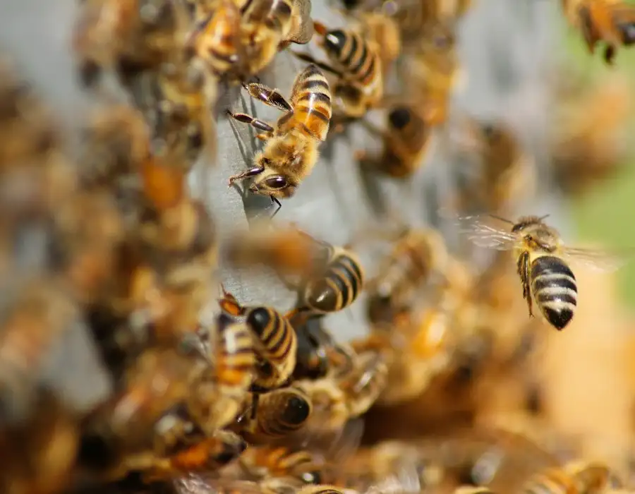 Cluster of honey bees