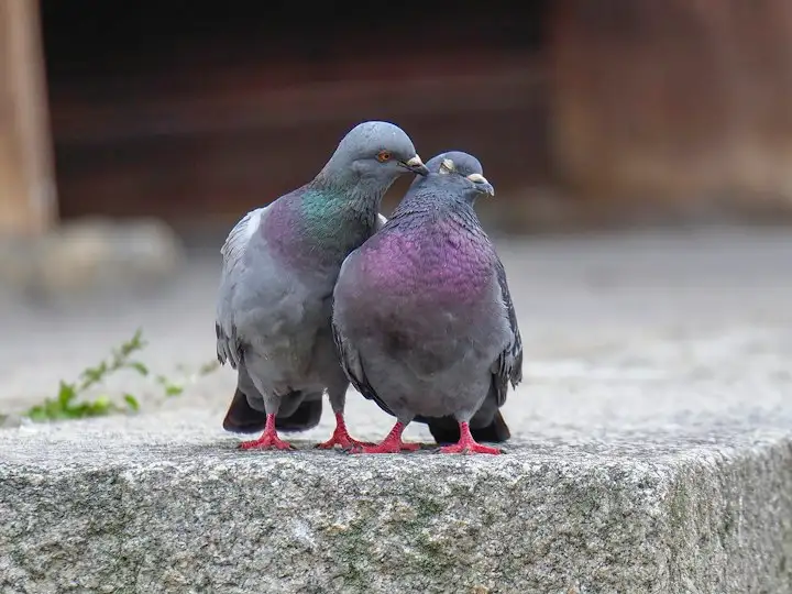 Two feral pigeons on a ledge
