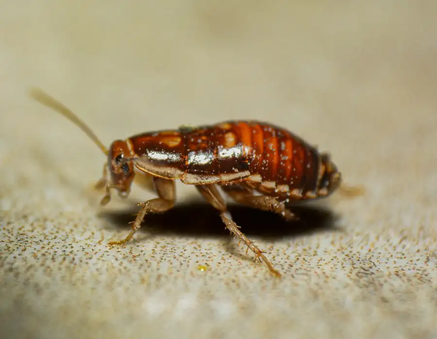 Cockroach on a light surface