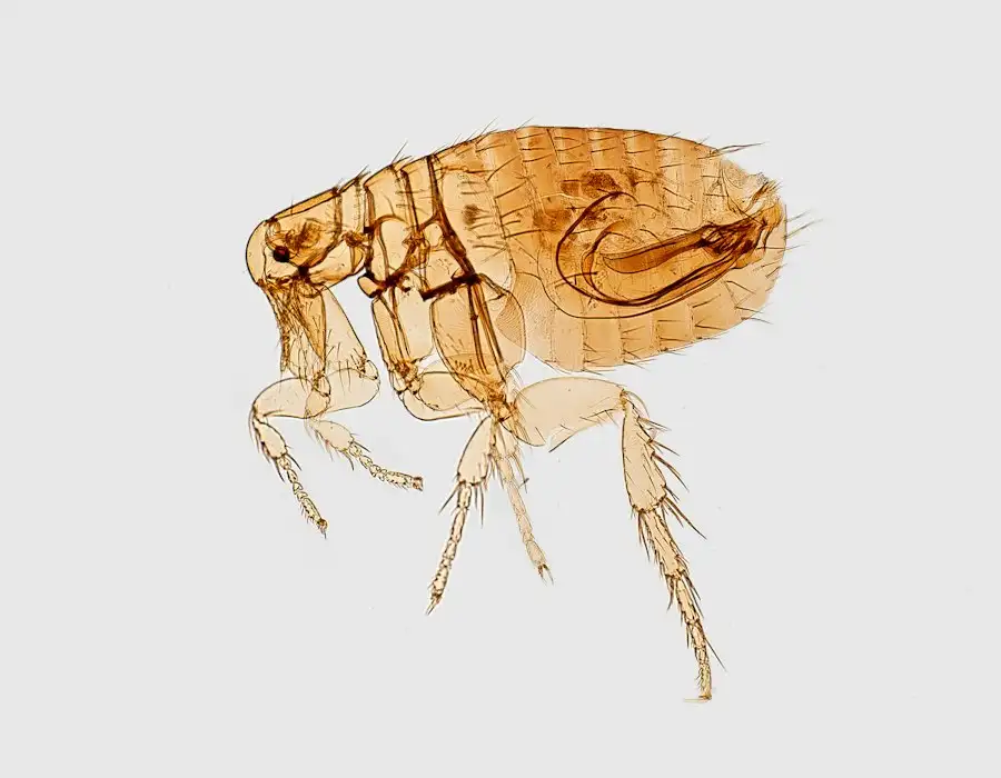 Illustration of a flea