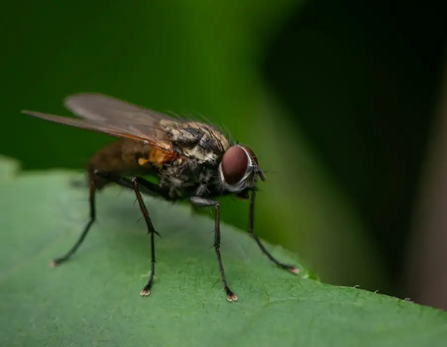 Housefly on a leaf