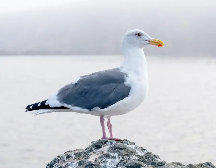 Herring gull standing on a rock
