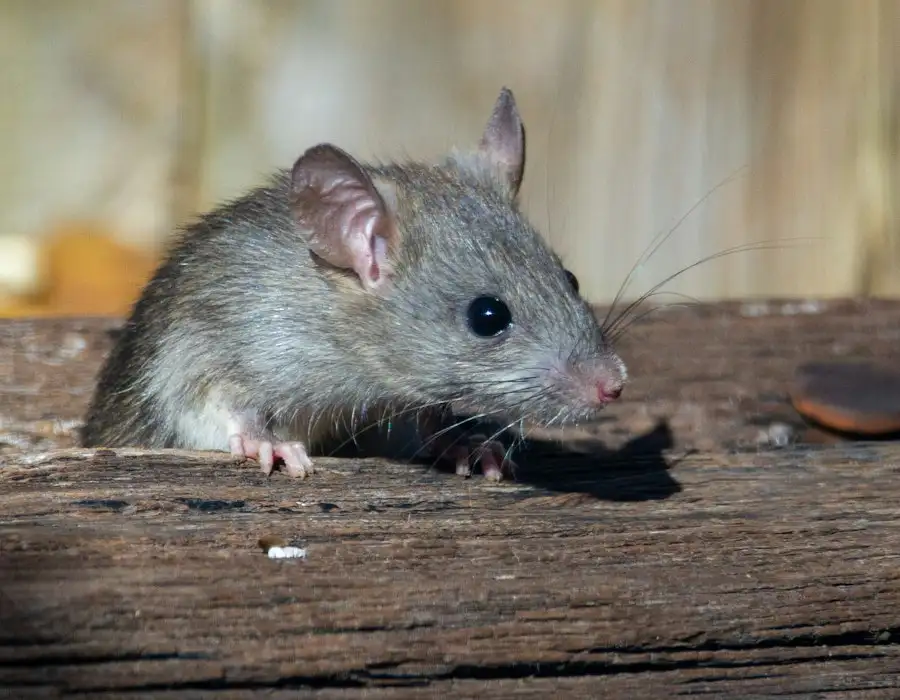 House mouse on a wooden beam
