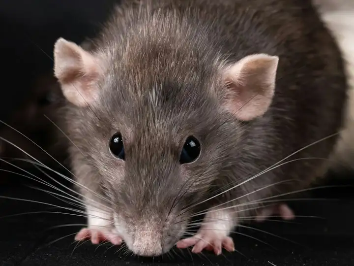 Brown rat close up
