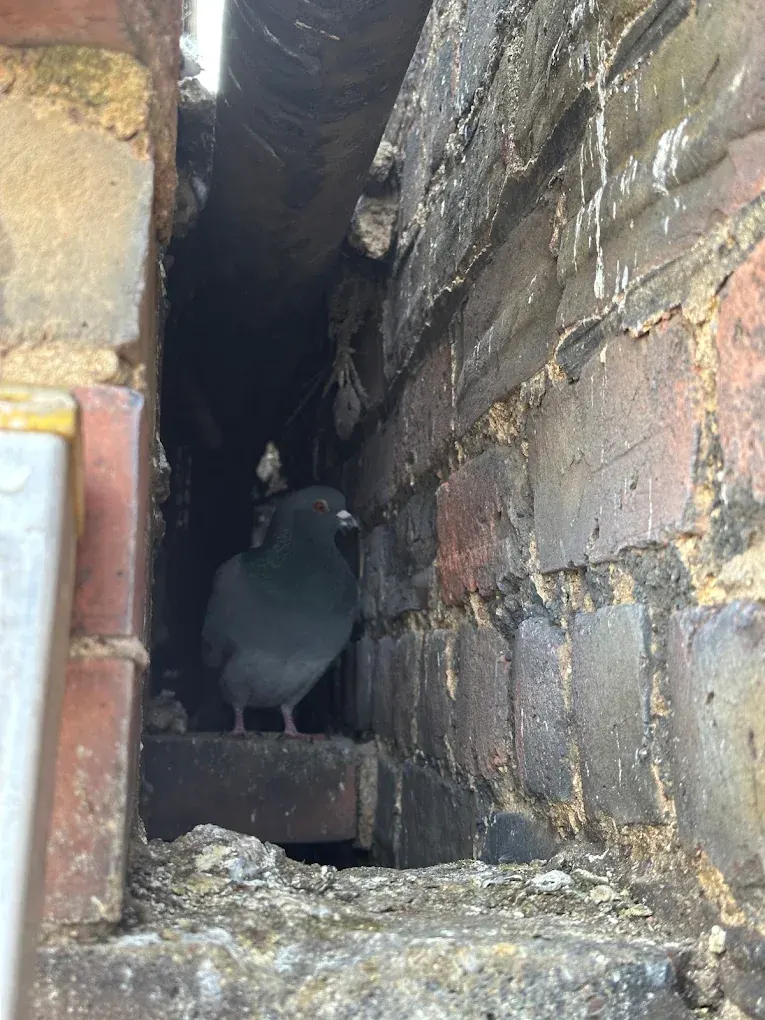 Pigeon roosting in a wall gap