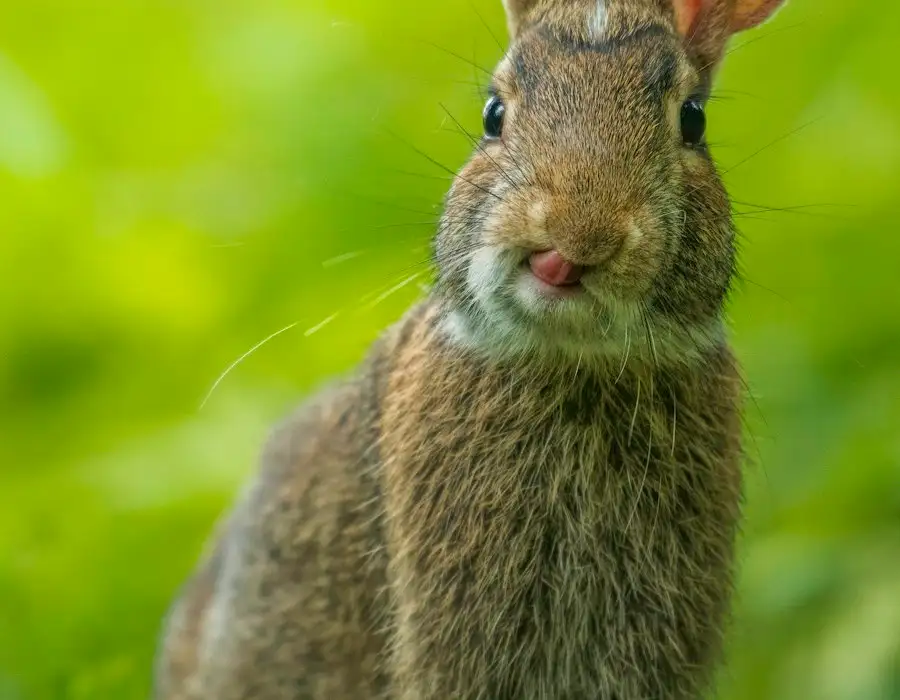 Wild rabbit in grass