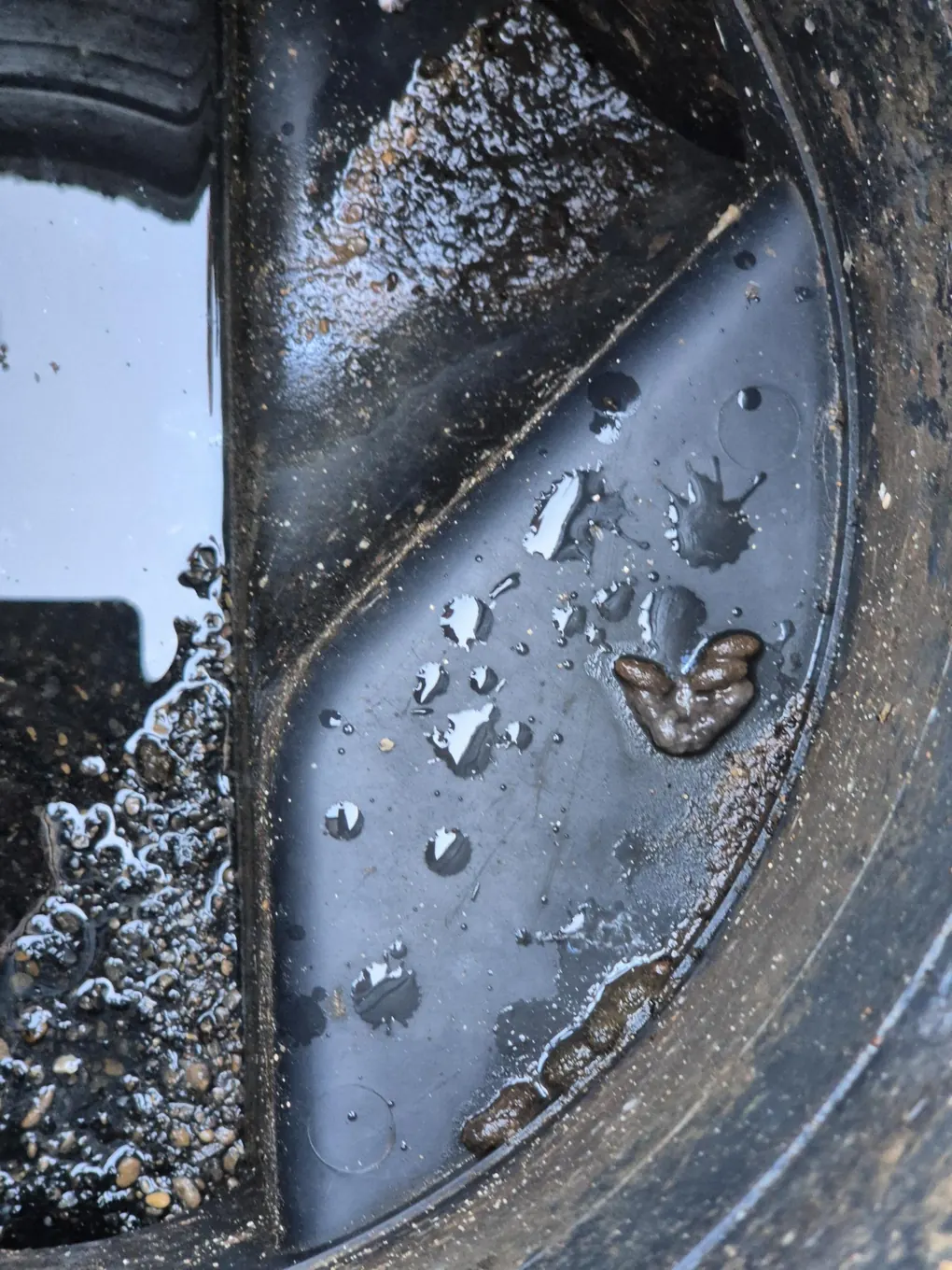 Rat droppings in a drain inspection chamber