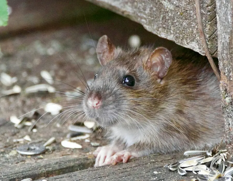 Brown rat looking out from under a garden shed