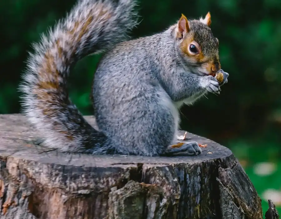 Grey squirrel on a tree stump