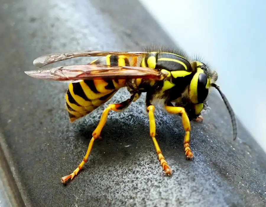Common wasp on a railing