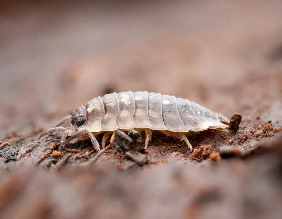 Woodlouse on soil
